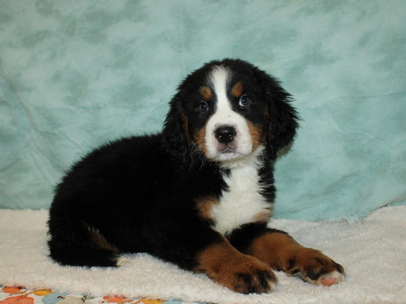 Bernese Mountain Dog-Male-Black and Rust-3859424-Petland Dalton