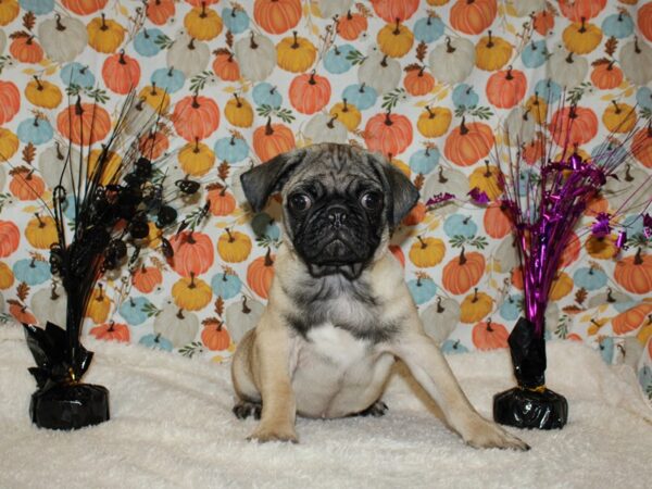 Pug DOG Male Fawn 20585 Petland Dalton, Georgia