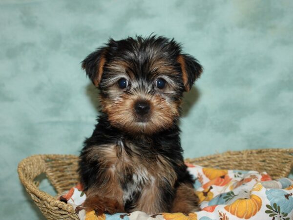 Yorkshire Terrier Dog Female Black and Tan 9571 Petland Dalton, Georgia