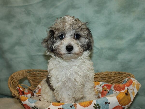 Havapoo Dog Female Blue Merle / White 9594 Petland Dalton, Georgia