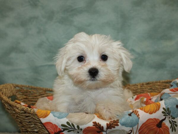 Maltese-Dog-Male-White-9592-Petland Dalton, Georgia