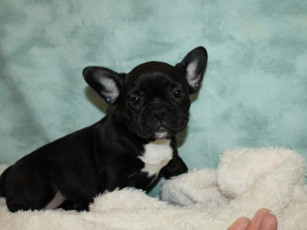 French Bulldog Dog Female Black 9578 Petland Dalton, Georgia