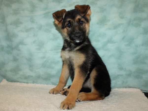 German Shepherd-DOG-Female-Black & Tan-9577-Petland Dalton, Georgia