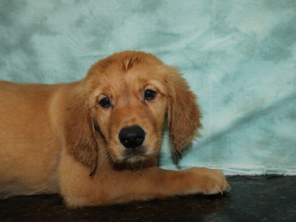 Golden Retriever-DOG-Female-Golden-20629-Petland Dalton, Georgia