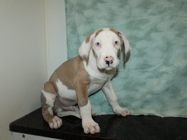 Great Dane Dog Male Chocolate 9580 Petland Dalton, Georgia