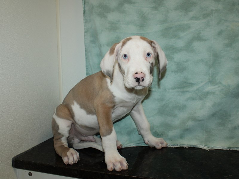 Great Dane-Male-Chocolate-3868854-Petland Dalton