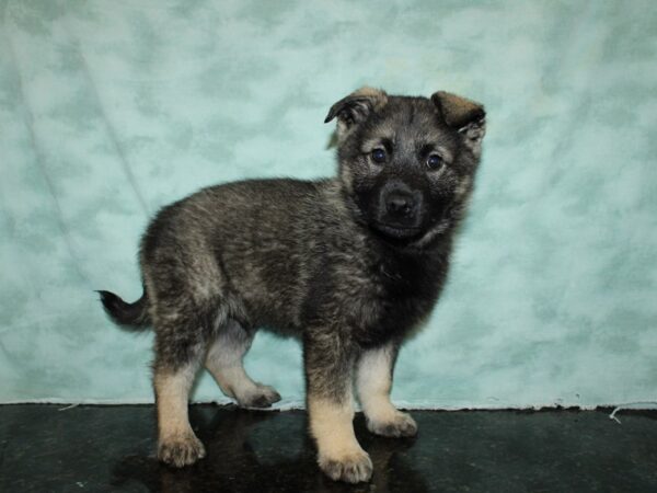 Norwegian Elkhound Dog Male Wolf Sable 9595 Petland Dalton, Georgia