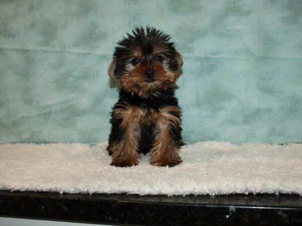 Yorkshire Terrier Dog Male Black & Tan 20636 Petland Dalton, Georgia