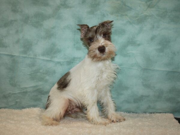 Miniature Schnauzer DOG Male Liver and White 20635 Petland Dalton, Georgia