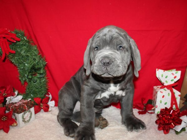 Neapolitan Mastiff Dog Male Blue 9587 Petland Dalton, Georgia