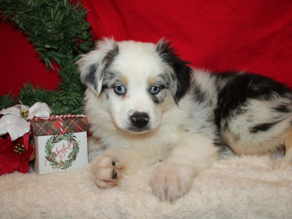 Miniature Australian Shepherd DOG Female Blue Merle White and Tan 20650 Petland Dalton, Georgia