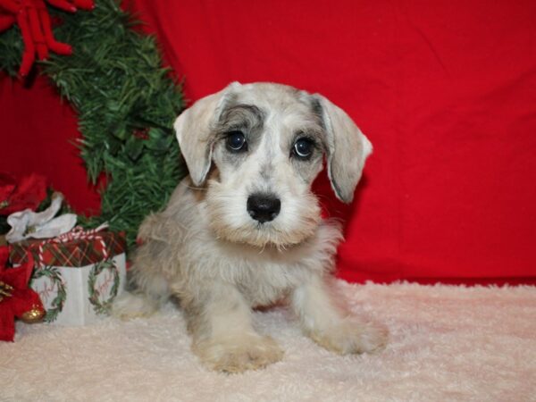 Schnoodle DOG Female Blue Merle 20660 Petland Dalton, Georgia