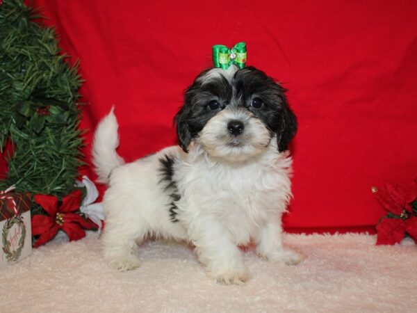 ShizaPoo DOG Female Tri-Colored 20658 Petland Dalton, Georgia