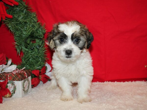 ShizaPoo Dog Male Tri-Colored 9584 Petland Dalton, Georgia