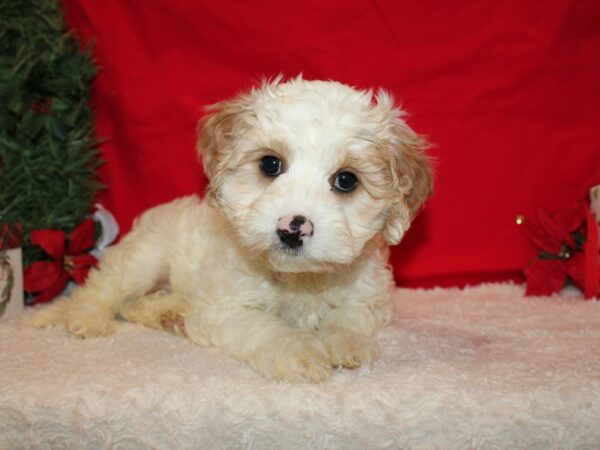 Cavachon Dog Male Blenheim 9581 Petland Dalton, Georgia