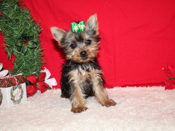 Yorkshire Terrier Dog Female Black & Tan 9589 Petland Dalton, Georgia