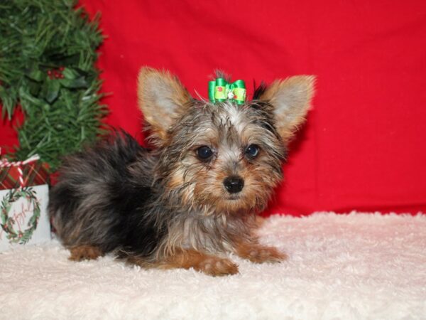 Yorkshire Terrier DOG Female Blue Merle & Tan 20656 Petland Dalton, Georgia