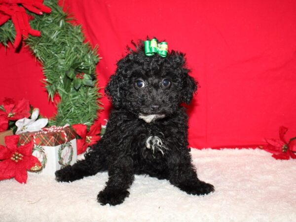 Miniature Poodle Dog Female Black 9590 Petland Dalton, Georgia