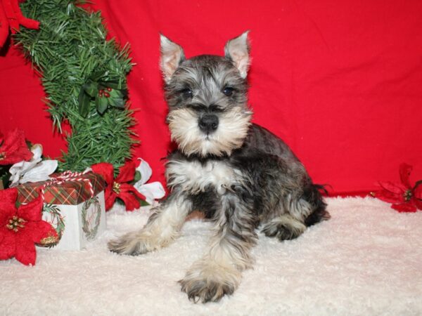 Miniature Schnauzer-Dog-Male-Salt & Pepper-20653-Petland Dalton, Georgia