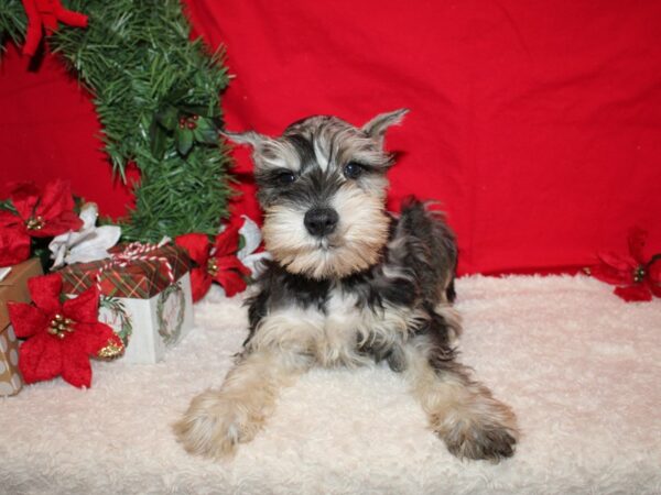 Miniature Schnauzer Dog Male Merle Markings 20654 Petland Dalton, Georgia