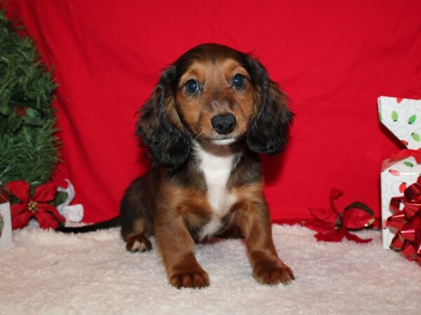 Dachshund Dog Male Red 9591 Petland Dalton, Georgia