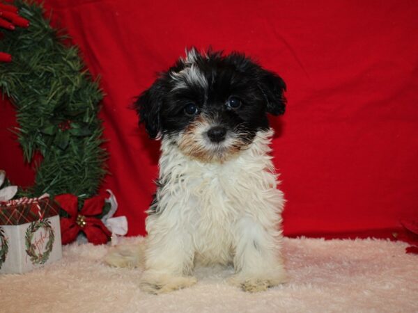 Havanese Dog Female Black and White 20647 Petland Dalton, Georgia