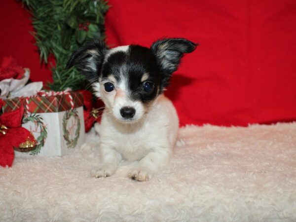 Chihuahua-Dog-Male-Black and White-20643-Petland Dalton, Georgia