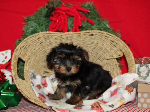 Yorkshire Terrier DOG Male Black and Tan 9602 Petland Dalton, Georgia