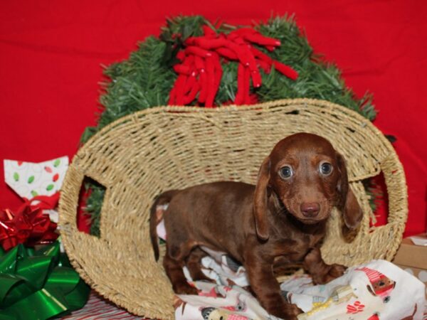 Dachshund Dog Male Chocolate 20689 Petland Dalton, Georgia