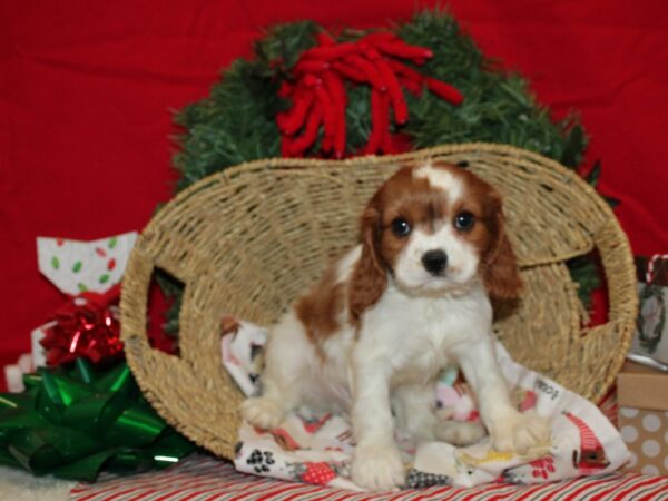 Cavalier King Charles Spaniel DOG Male Blenheim 9600 Petland Dalton, Georgia