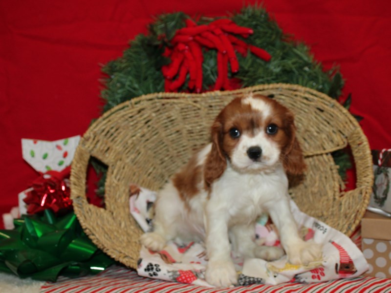 Cavalier King Charles Spaniel-Male-Blenheim-3895424-Petland Dalton