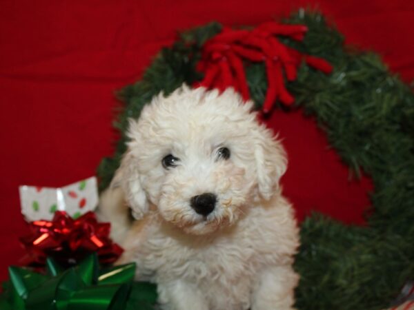 Bichon Frise-Dog-Female-White-9599-Petland Dalton, Georgia