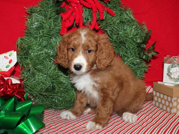 Miniature Bernedoodle DOG Female Red / White 20677 Petland Dalton, Georgia