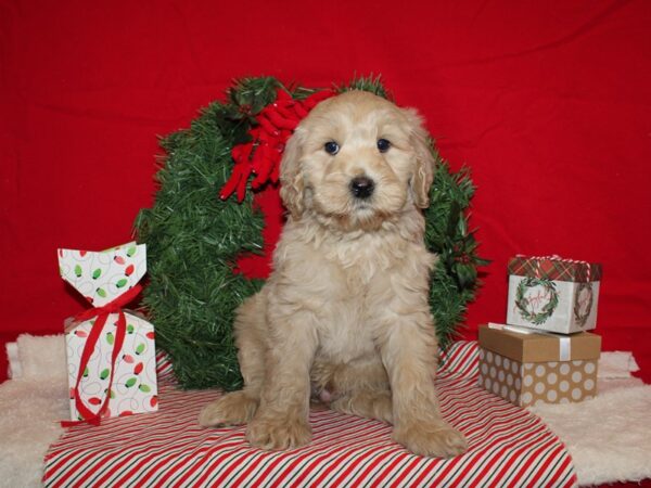 Miniature Goldendoodle DOG Male Cream 20678 Petland Dalton, Georgia