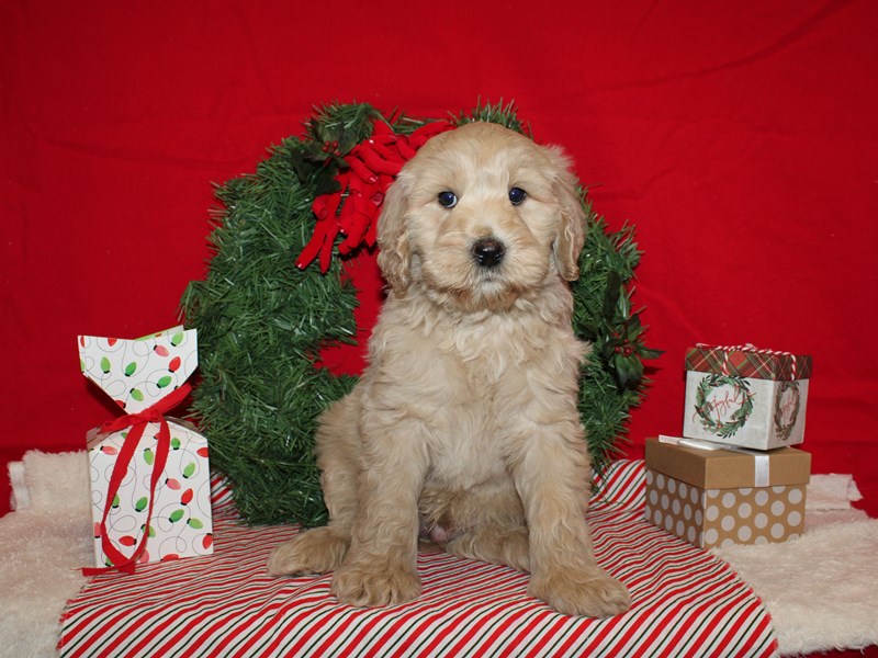 Miniature Goldendoodle-Male-Cream-3897435-Petland Dalton