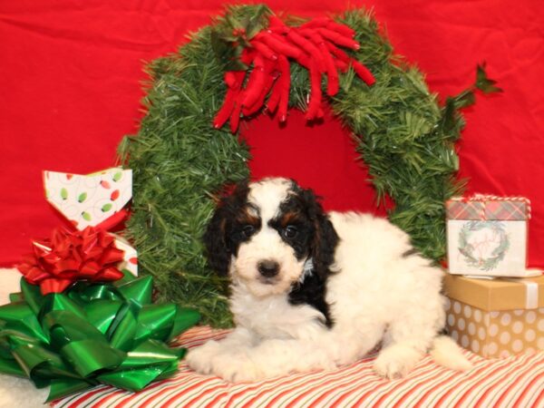 Bernedoodle Mini-DOG-Male-Black White / Tan-9604-Petland Dalton, Georgia