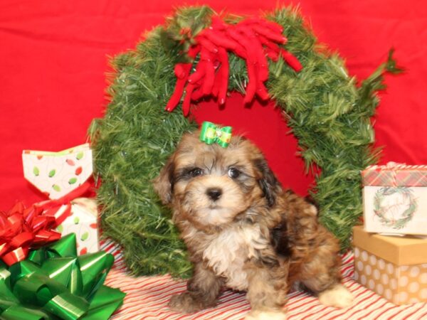 ShizaPoo DOG Male Chocolate Merle 9607 Petland Dalton, Georgia