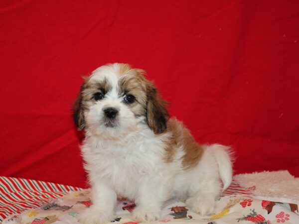 Shih Tzu-Dog-Female--20675-Petland Dalton, Georgia