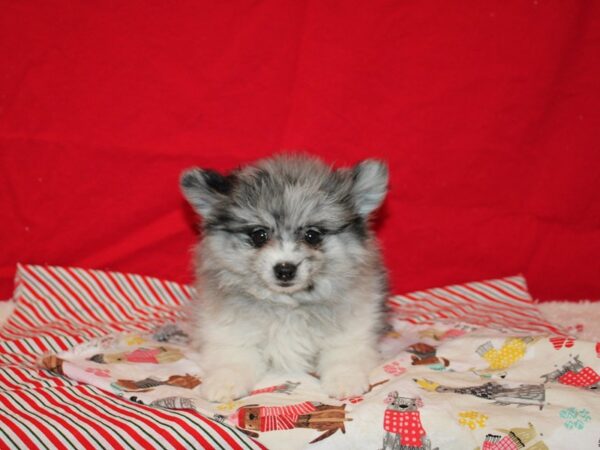 Pomeranian Dog Male Blue Merle 20687 Petland Dalton, Georgia