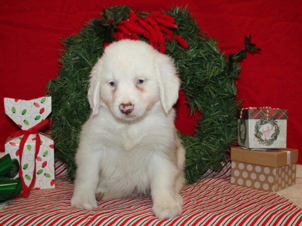 Miniature Australian Shepherd-DOG-Female-Red Merle-9610-Petland Dalton, Georgia