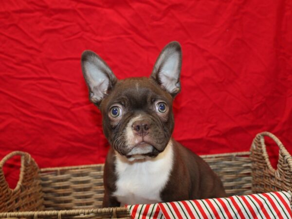 Boston Terrier Dog Male Red 20694 Petland Dalton, Georgia