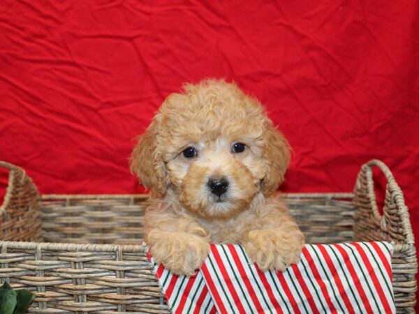 Miniature Goldendoodle-Dog-Female-Red-20691-Petland Dalton, Georgia