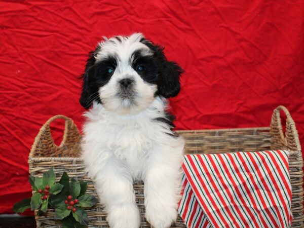 Teddy-Dog-Male--20697-Petland Dalton, Georgia