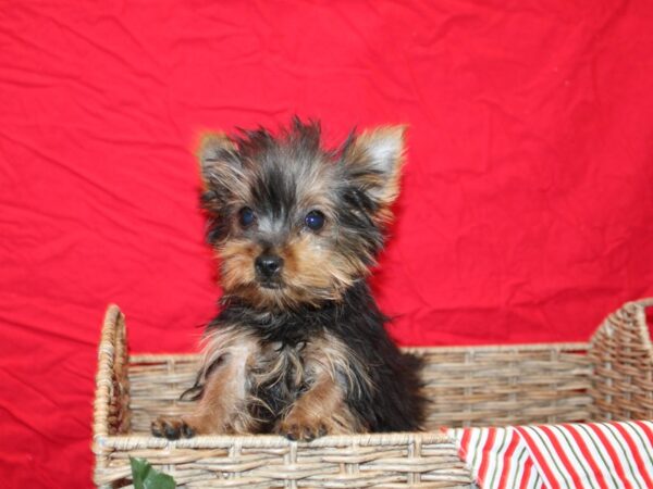 Yorkshire Terrier Dog Female 20692 Petland Dalton, Georgia