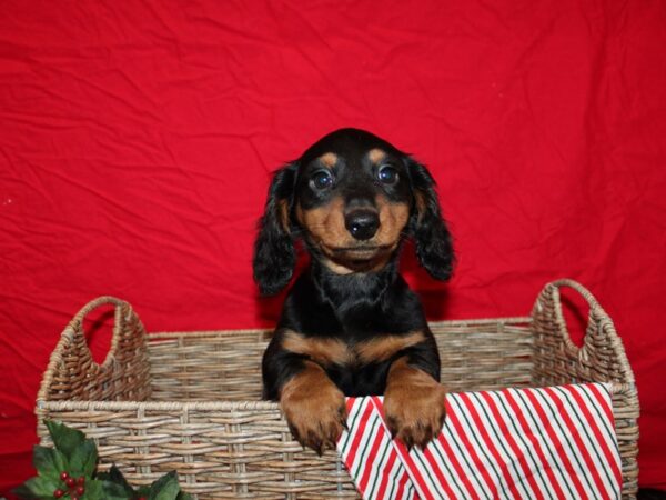 Dachshund DOG Male Black and Tan 20690 Petland Dalton, Georgia