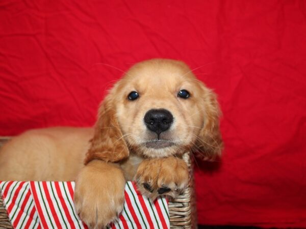 Golden Retriever Dog Male Golden 20695 Petland Dalton, Georgia