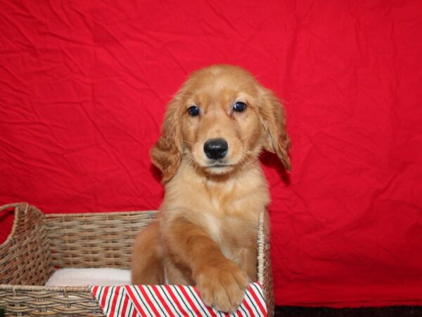 Golden Retriever-Dog-Female-Golden-20696-Petland Dalton, Georgia