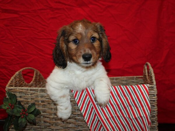 Dachshund Dog Male Red 20698 Petland Dalton, Georgia