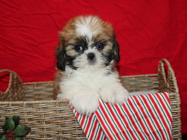 Shih Tzu Dog Female 20673 Petland Dalton, Georgia