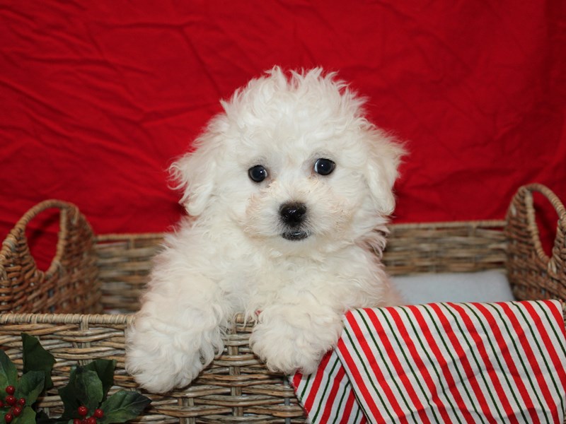 Bichon Frise-Male--3897423-Petland Dalton